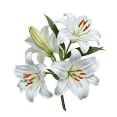 Obraz premium Elegant White Lily Floral Arrangement With Green Leaves Isolated on Transparent Background
