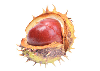 Chestnuts isolated on white background