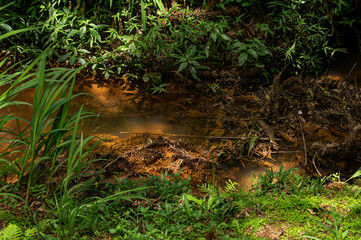 Close-up of a small crystal clear stream with reddish-brown water flowing through lush green vegetation in Monte Verde forest in a summer morning. Monte Verde, Camanducaia, Minas Gerais - Brazil.
