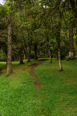 Lush dense green forest with a winding dirt path and tall trees, creating a serene and natural landscape inside Monte Verde forest in summer morning. Monte Verde, Camanducaia, Minas Gerais - Brazil.