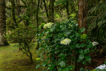 Lush green forest with vibrant white and light blue Hydrangea macrophylla bushes, creating a serene and natural landscape in Monte Verde forest. Monte Verde, Camanducaia, Minas Gerais - Brazil.