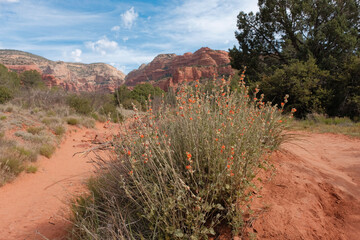 Globe mallow and dramatic red rocks in Sedona, Arizona