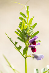 bl&uuml;hende Wicke in einem Feld