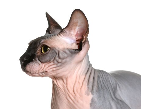 Elegant portrait of a purebred Sphynx cat gazing with yellow eyes in studio - Powered by Adobe