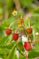 wilde Erdbeeren am Waldrand