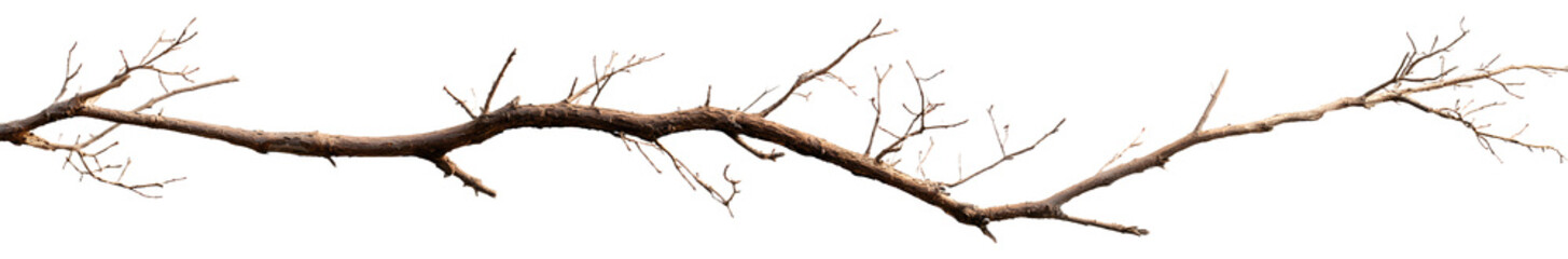 Fototapeta premium Dry tree branch isolated on white