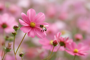 Obraz premium A bee lands delicately on a vibrant pink cosmos flower, surrounded by a dreamy field of similar blossoms, enjoying the spring sunshine.