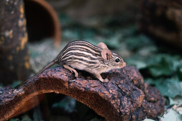 Striped grass mouse on tree bark in natural habitat