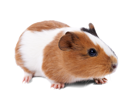 Adorable Guinea Pig on Transparent Background