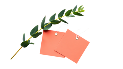 Eucalyptus branch with two coral notes isolated on transparent background