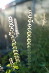 Basil plant with tall blooming stems lit by sunlight in a summer garden, showcasing green leaves and delicate white flowers.