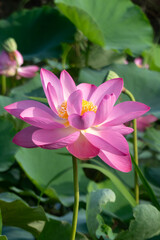 夏の美しいハスの畑　滋賀県草津市下物ビオトープ