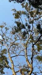 Brazilian native forest with tall old trees from Cerrado near Goiania, Goias, Brazil 