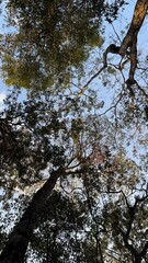 Brazilian native forest with tall old trees from Cerrado near Goiania, Goias, Brazil 