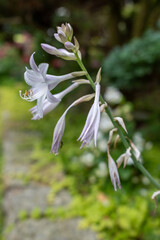 Close-up of delicate light purple hosta flowers blooming in a summer garden, with buds and blossoms against a blurred natural background.