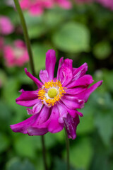 Obraz premium Close-up of a vibrant pink flower with yellow center blooming in the garden, surrounded by soft-focus greenery and blurred pink blossoms in the background.