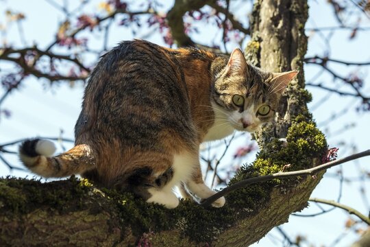 Cat (Felis catus), European shorthair, cat, tricolour, tortoiseshell cat, climbing Judas tree (Cercis siliquastrum) Judas Tree, Baden-W&uuml;rttemberg, Germany