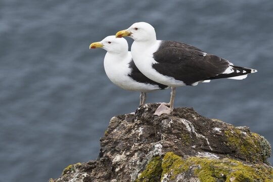 Great black-backed gulls (Larus marinus), standing on rocks above the sea, Skomer Island, Wales, Great Britain