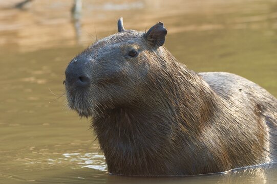 Capybara (Hydrochaeris hydrochaeris) in the water, Pantanal, Mato Grosso, Brazil