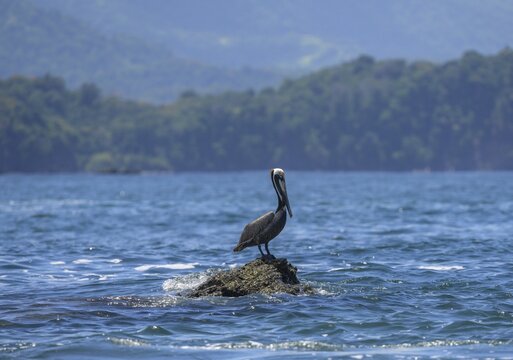 Brown pelican (Pelecanus occidentalis) on a rock near Isla Ballena, Marino Ballena National Park, Uvita, Puntarenas Province, Costa Rica