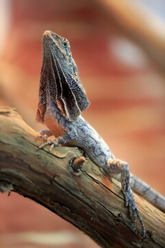 Frilled-neck lizard, also frilled lizard or frilled dragon (Chlamydosaurus kingii), adult on tree, native to Australia, captive, Germany
