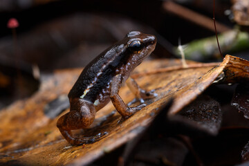 Herpetofauna