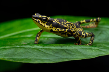 Herpetofauna
