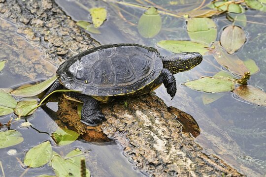 European pond turtle (Emys orbicularis), sitting on tree trunk, Switzerland