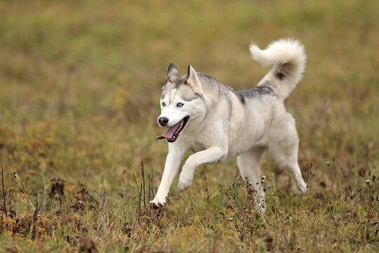 Siberian husky (Canis lupus familiaris), adult, female, running, sled dog, Rhineland-Palatinate, Germany