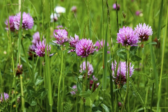 Red clover (Trifolium pratense), Oberstdorf, Oberallg&auml;u, Allg&auml;u, Bavaria, Germany