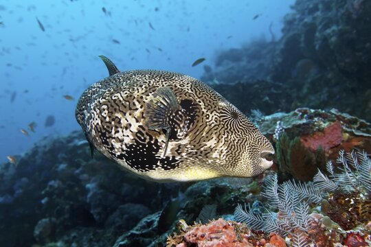 Map pufferfish (Arothron mappa), Great Barrier Reef, Unesco World Heritage, Pacific, Australia