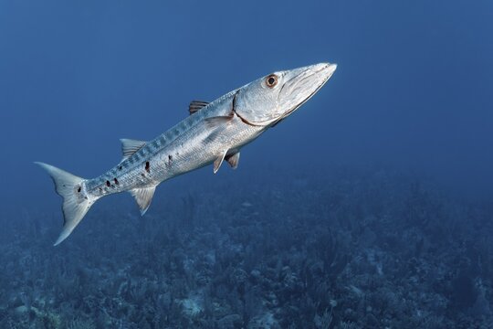 Great barracuda (Sphyraena barracuda), Caribbean Sea near Maria la Gorda, Pinar del R&iacute;o Province, Caribbean, Cuba
