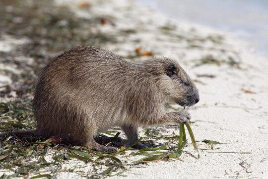 Desmarest's hutia (Capromys pilorides), on the beach, eats seaweed, Anclita, Caribbean, Iceland