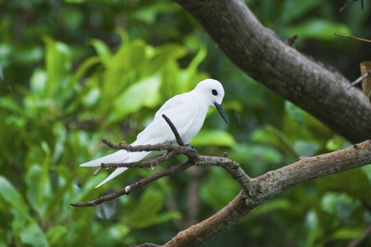 Common White-tern or Fairy Tern (Gygis alba), Fernando de Noronha, Brazil, South America