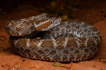 Herpetofauna