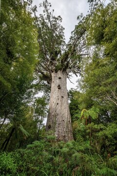 Tāne Mahuta, Lord of the Forest, huge Agathis australis (Agathis australis), Waipoua Forest, Northland, North Island, New Zealand
