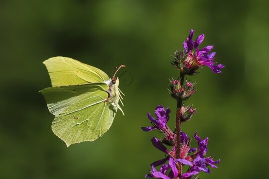 Brimstone (Gonepteryx rhamni) approaching flower of purple loosestrife (Lythrum salicaria), Hesse, Germany