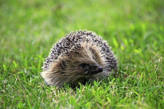 Hedgehog (Erinaceus europaeus), adult, Surrey, England, United Kingdom