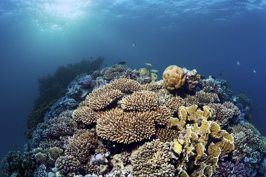 Coral reef, reef ridge with Agropora stony corals (Agroporidae) and plate fire corals (Millepora platyphyllia), backlight, Port Safaga, Red Sea, Egypt
