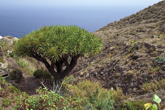 Canary Islands dragon tree (Dracaena draco) on Playa de Benijo beach, Tenerife island, Canary Islands, Spain, Europe