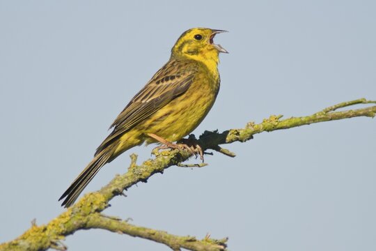 Yellowhammer (Emberiza citrinella)