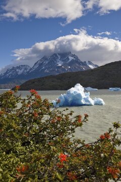 Chilean Firebush (Embothrium Coccineum), iceberg and Torres del Paine Grande peaks from Logo Grey, Torres del Paine National Park, Patagonia, Chile, South America