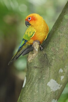 Sun Parakeet (Aratinga solstitialis), Guyana, Southeast Venezuela, Northeast Brasil