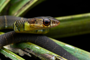 Herpetofauna