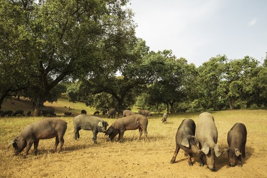 Grazing black Iberian pigs under holm oaks (Quercus ilex),  Huelva province, Andalusia, Spain