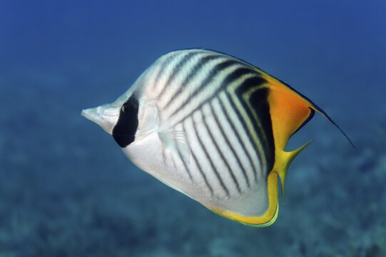 Threadfin butterflyfish (Chaetodon auriga), Great Barrier Reef, Pacific, Australia