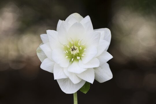 Lenzrose (Helleborus orientalis hybrid Nina), Emsland, Lower Saxony, Germany