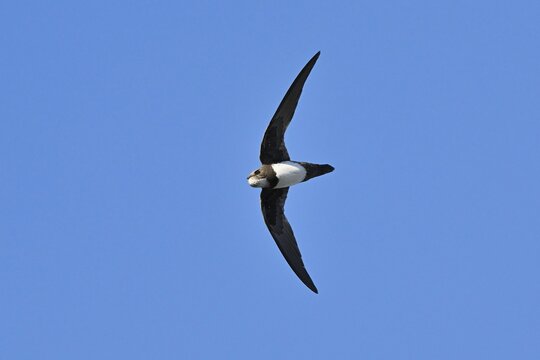 Alpine swift (Apus melba), adult, in flight, Switzerland