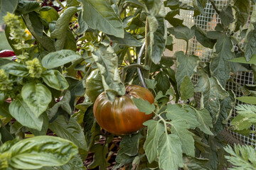 Große dicke Tomate im Garten