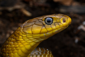Herpetofauna